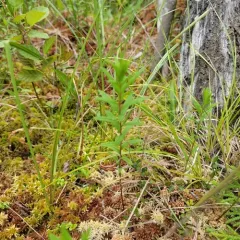 bog aster thumbnail 2
