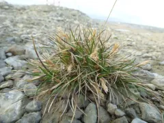 dwarf bluegrass thumbnail 1