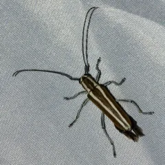 Round-headed Apple Tree Borer thumbnail 4