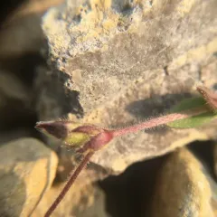 Arctic Chickweed thumbnail 3