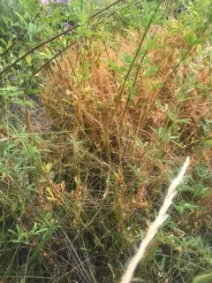 Alfalfa Dodder thumbnail 2