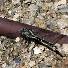 Pacific Clubtail thumbnail 4