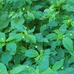 small balsam thumbnail 4