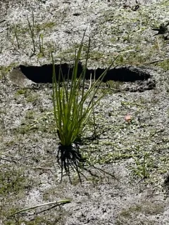 flowering-quillwort thumbnail 3