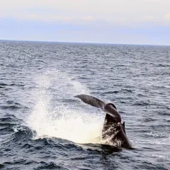 Humpback Whale thumbnail 4