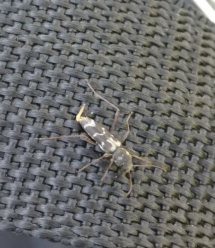 Neoclytus muricatulus