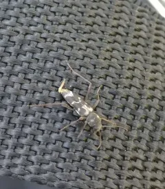 Neoclytus muricatulus thumbnail 1