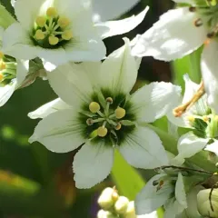 Corn Lily thumbnail 3