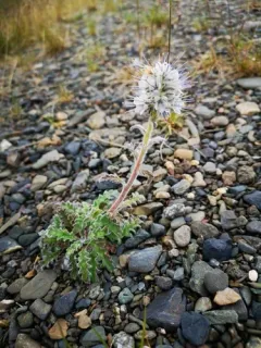 Coffee Creek Scorpionweed thumbnail 1