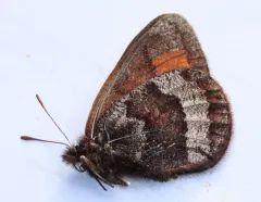 Banded Alpine thumbnail 3