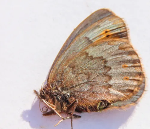 Reddish Alpine