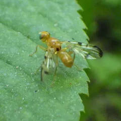 Coltsfoot Fly thumbnail 2