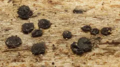 Rhizodiscina lignyota thumbnail 3