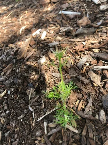 Marsh parsley