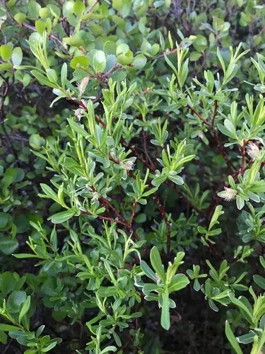 Labrador willow