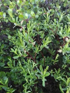 Labrador willow thumbnail 1