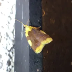 Aproned Cenopis Moth thumbnail 2