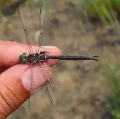 Muskeg Emerald thumbnail 3