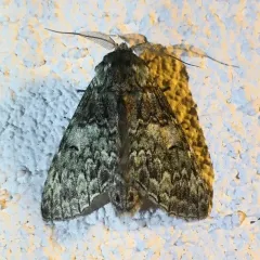 Mottled Prominent thumbnail 2