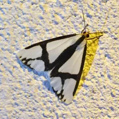 Neighbor Moth thumbnail 3