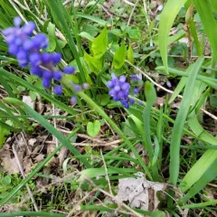 Grape hyacinth thumbnail 1