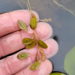 Vasey's Pondweed thumbnail 3