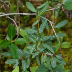 bog willow thumbnail 4