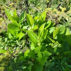 Alderleaf Buckthorn thumbnail 3