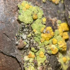 Sulphur Dust Lichen thumbnail 2