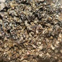 Rimmed Camouflage Lichen thumbnail 3