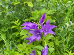 Giant Bellflower thumbnail 3