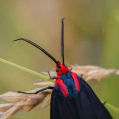 White-tipped Ctenucha thumbnail 3