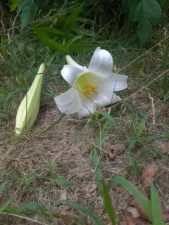 Formosa lily thumbnail 2