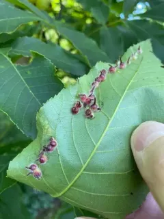 Caryomyia echinata thumbnail 2