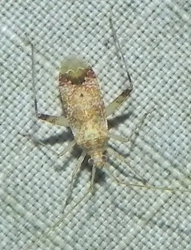 Phytocoris depictus