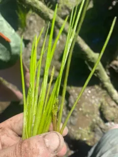 flowering-quillwort thumbnail 4