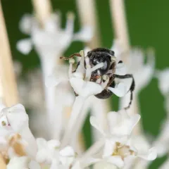 Oxybelus niger thumbnail 2