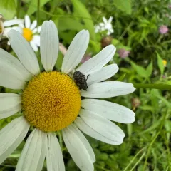 Blunt Knapweed Flower Weevil thumbnail 4