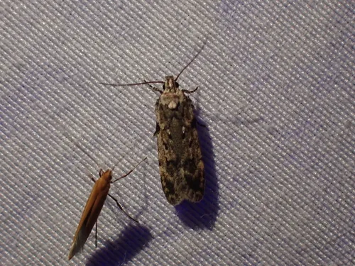 Chionodes petalumensis