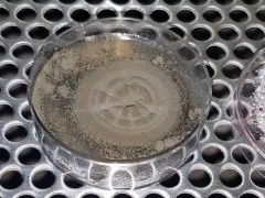 Cladosporium cladosporioides thumbnail 1
