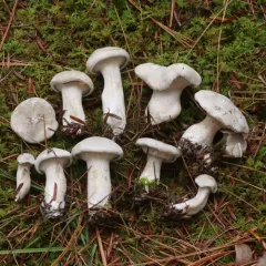 Sweetbread Mushroom thumbnail 2