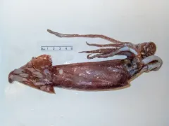 Boreoatlantic Gonate Squid thumbnail 3