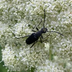 Dimorphic Flower Longhorn Beetle thumbnail 3