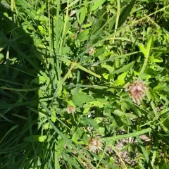 Long-stalked Clover thumbnail 2