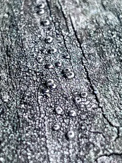 Pseudothelomma occidentale thumbnail 2
