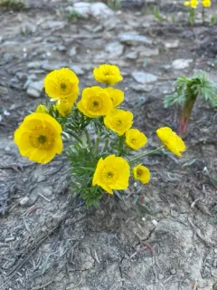 alpine buttercup thumbnail 4