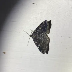Smoky Idia Moth thumbnail 2