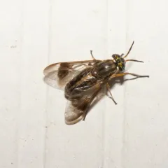 One-striped Deer Fly thumbnail 2