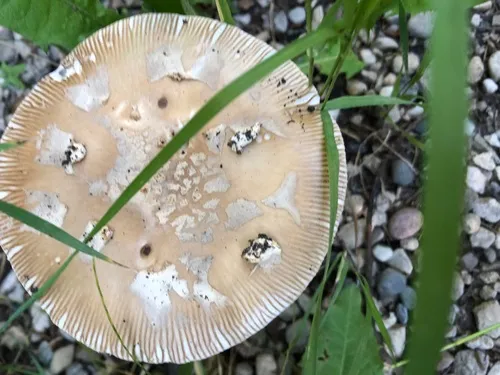 Poplar-loving Ringless Amanita