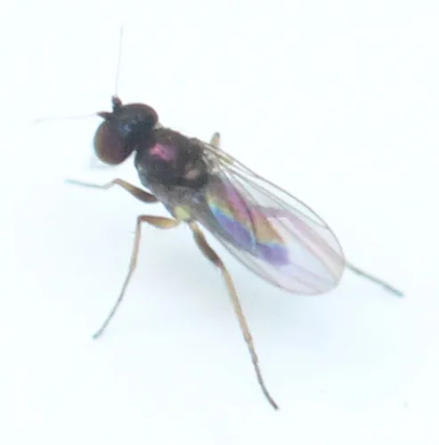 Chrysotus johnsoni